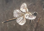 Imagen de Liblula Sympetrum Fonscolombii