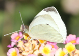 Imagen de Mariposa blanquita de la col